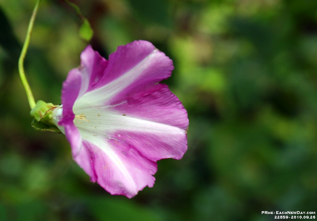 22859CrLe - Photo Expedition with Julia at Rotary Park - Her Father's Day gift to me